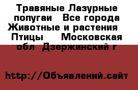 Травяные Лазурные попугаи - Все города Животные и растения » Птицы   . Московская обл.,Дзержинский г.
